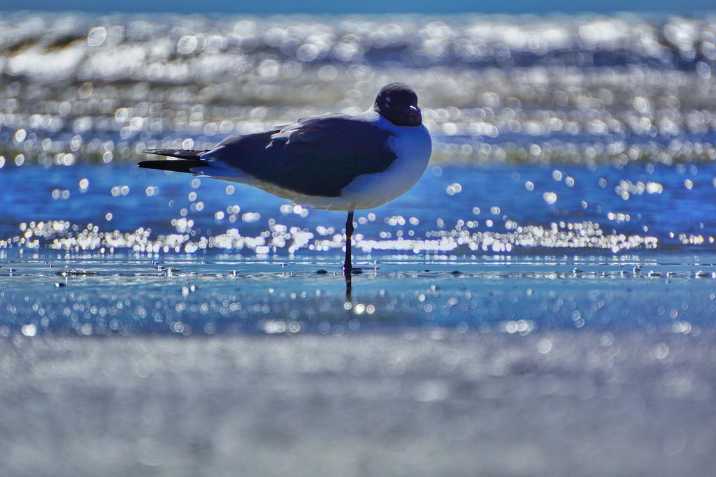 Four Seasons On The Gulf Villa Galveston Buitenkant foto